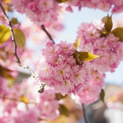 Kirschblütenfest in der Bonner Altstadt; Foto: Christine Siefer