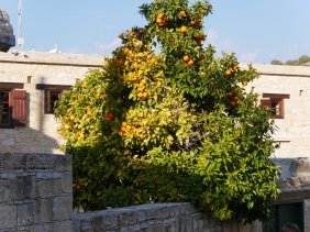 Orangen im Sonnenuntergang (1 von 1)